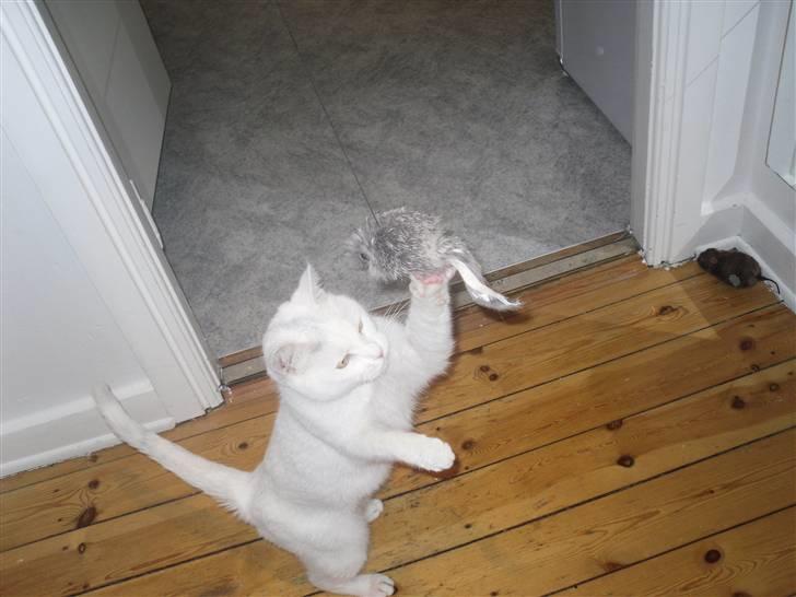 Huskat Mille billede 8