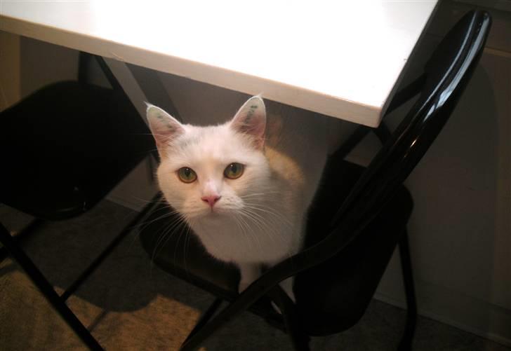 Huskat Mille billede 9