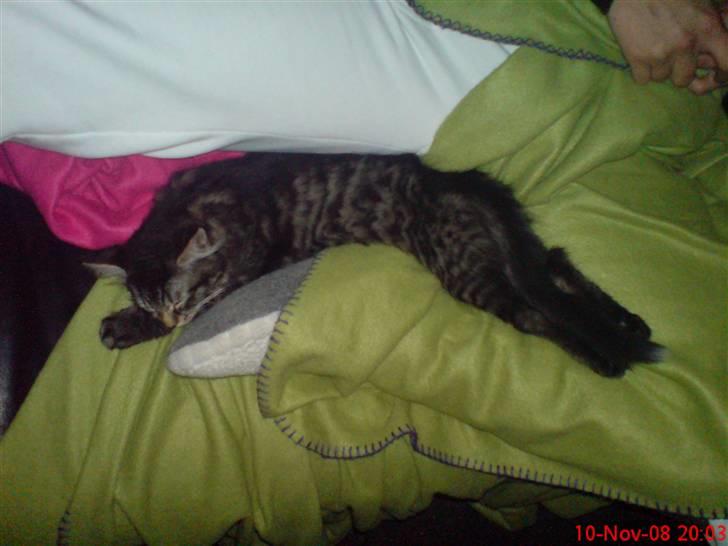 Huskat Herkulez - herkulez på langs :) billede 2