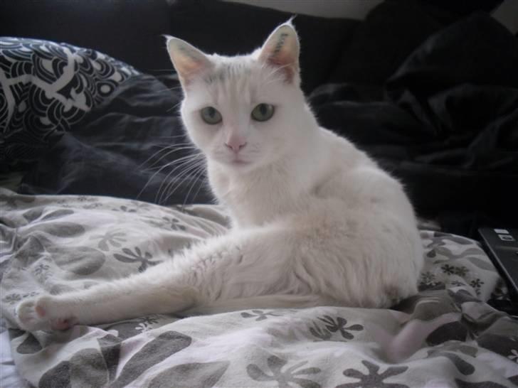 Huskat Mille billede 10