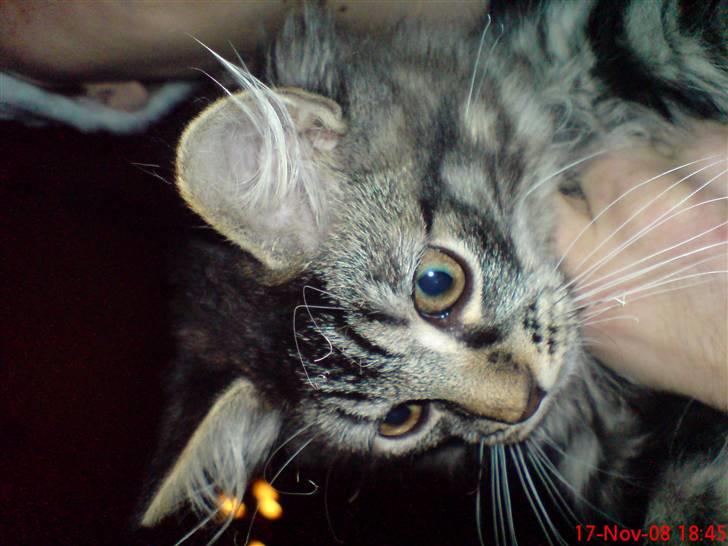 Huskat Herkulez - herkulez som yngre  billede 3