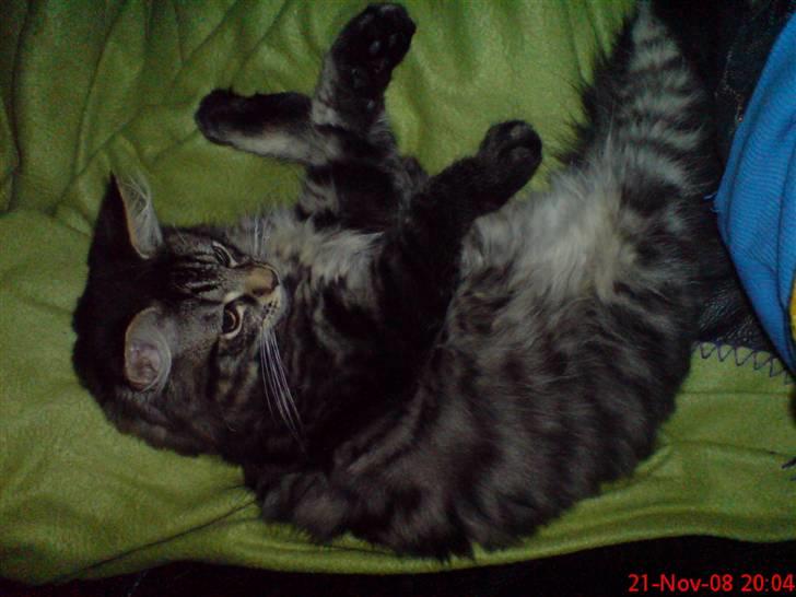 Huskat Herkulez billede 4