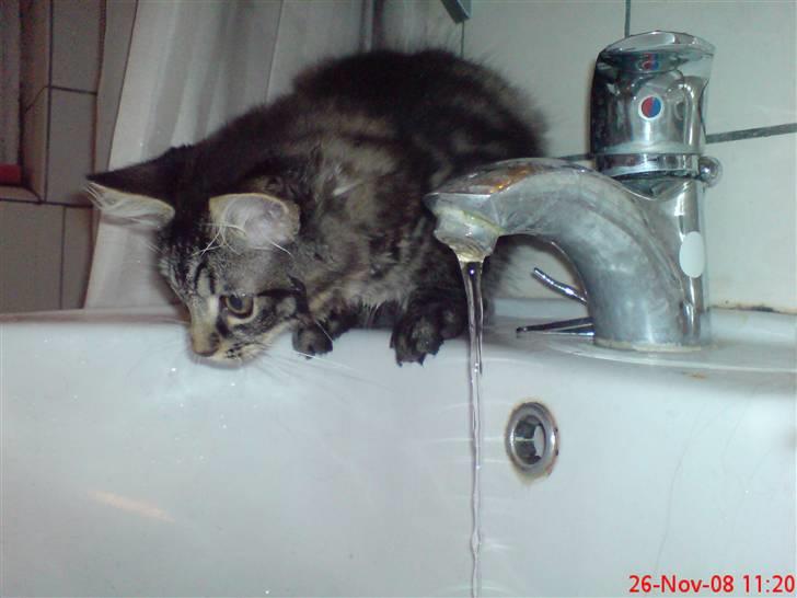 Huskat Herkulez - herkulez som drikker a hanen billede 5