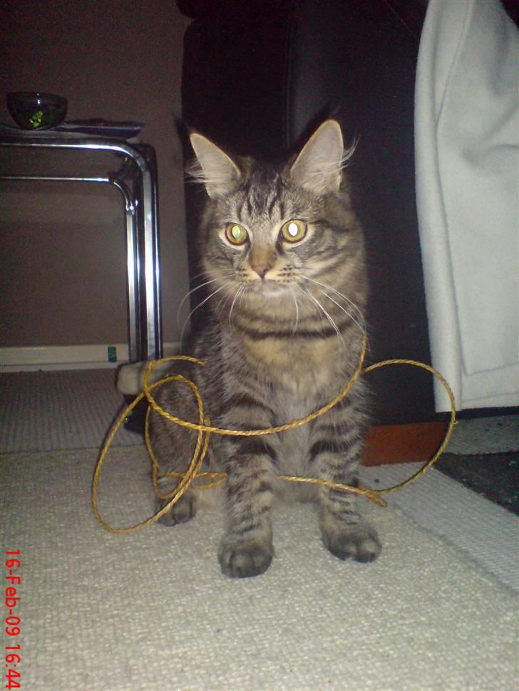 Huskat Herkulez - herkulez der har viklet sig ind :D billede 6