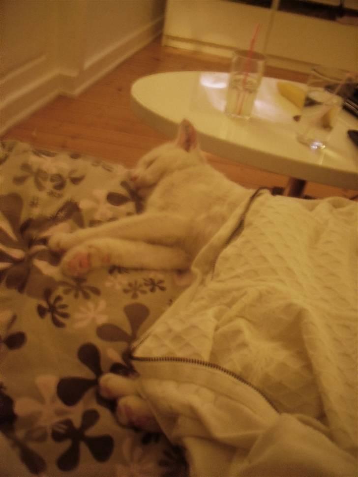 Huskat Mille billede 11