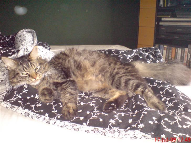 Huskat Herkulez - herkulez nyder at ligge og putte i sengen billede 7