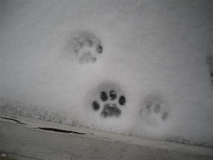 Huskat Mille billede 12