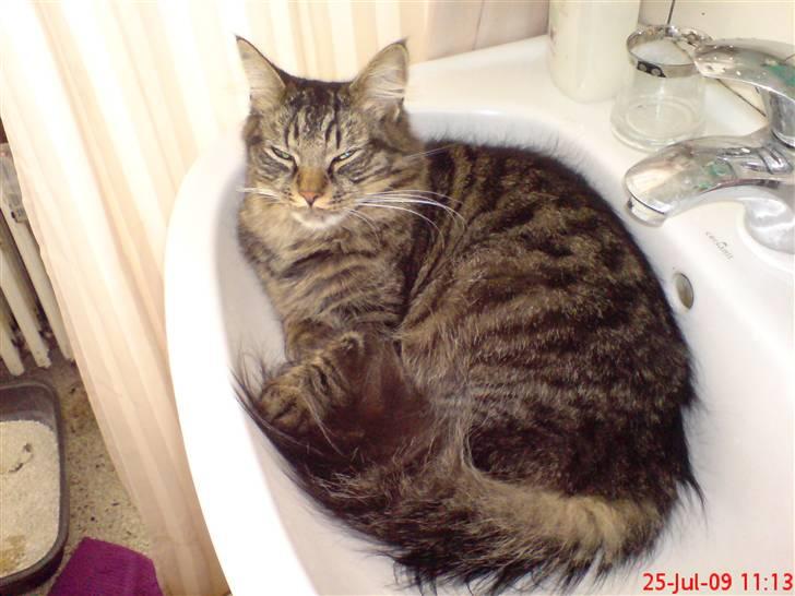 Huskat Herkulez - herkulez`s teritorium (badeværelset) billede 8