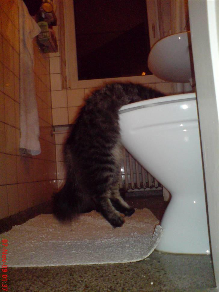 Huskat Herkulez - herkulez drikker a toilettet billede 9