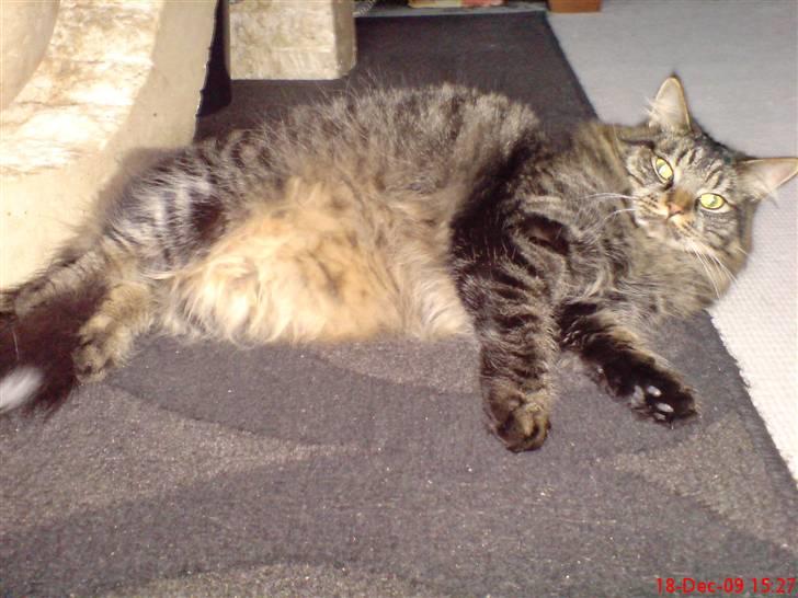 Huskat Herkulez - herkulez der breder sig  billede 10