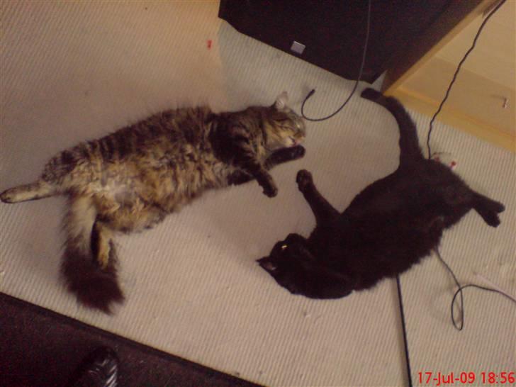 Huskat Herkulez - herkulez og arez leger billede 11