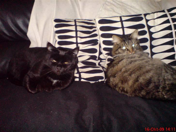 Huskat Herkulez - dovne katte :) billede 12