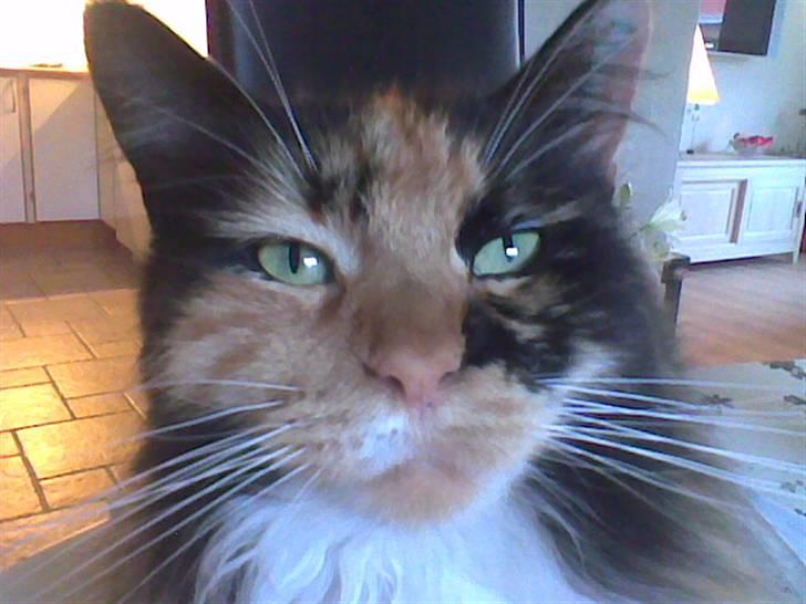 Maine Coon Malou billede 20