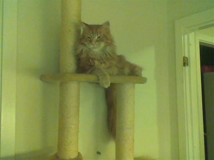 Maine Coon Laban  billede 12