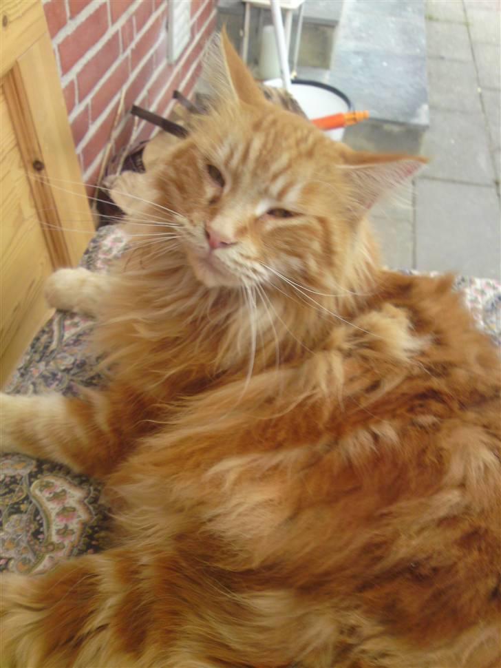 Maine Coon Laban  billede 14