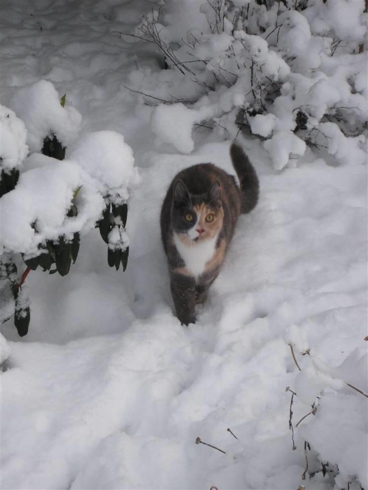 Blanding af racer Bailey billede 8