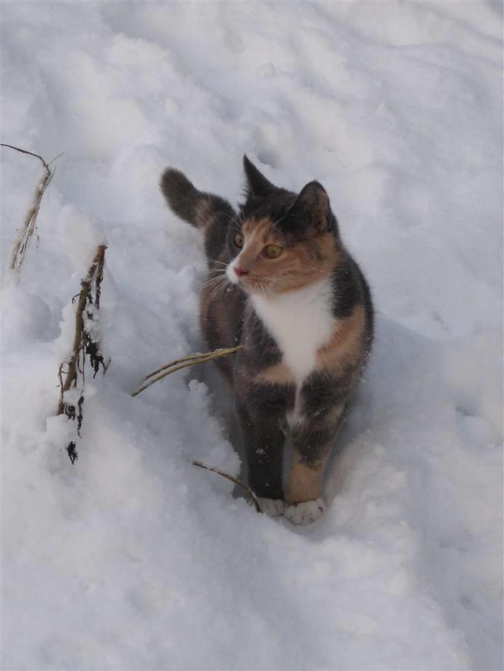 Blanding af racer Bailey billede 9