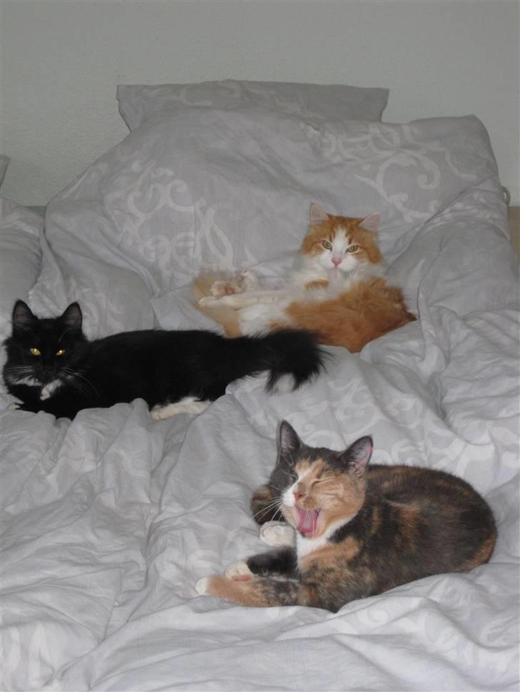 Blanding af racer Bailey billede 10