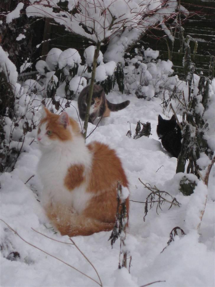 Blanding af racer Bailey billede 11