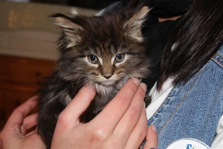 Maine Coon Princess Leia - Leia 7 uger. billede 6