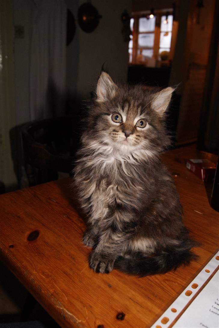 Maine Coon Princess Leia - Charme-prinsessen billede 7