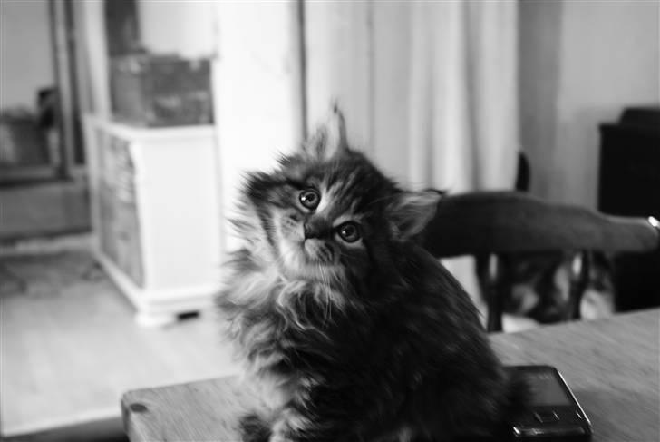 Maine Coon Princess Leia - Sweet Leia billede 8