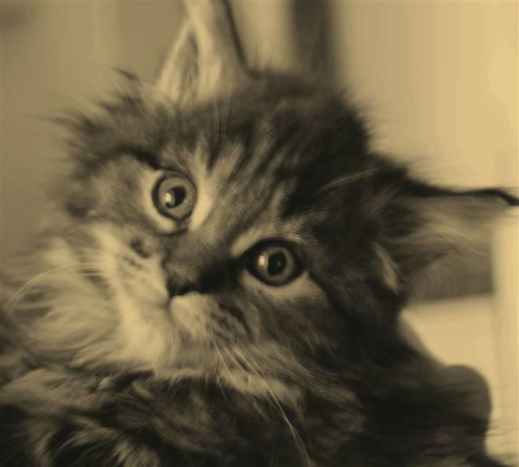 Maine Coon Princess Leia - Princess Leia 7 uger gammel. billede 9