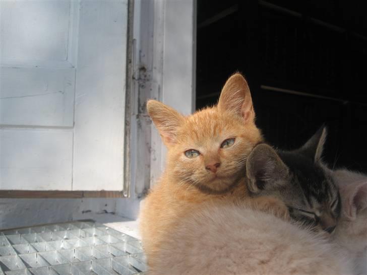 Blanding af racer Lauritz R.I.P  - Velkommen til Lauritz´s profil :D billede 1