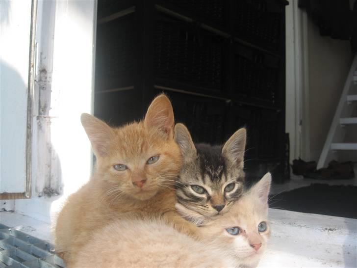 Blanding af racer Lauritz R.I.P  billede 2