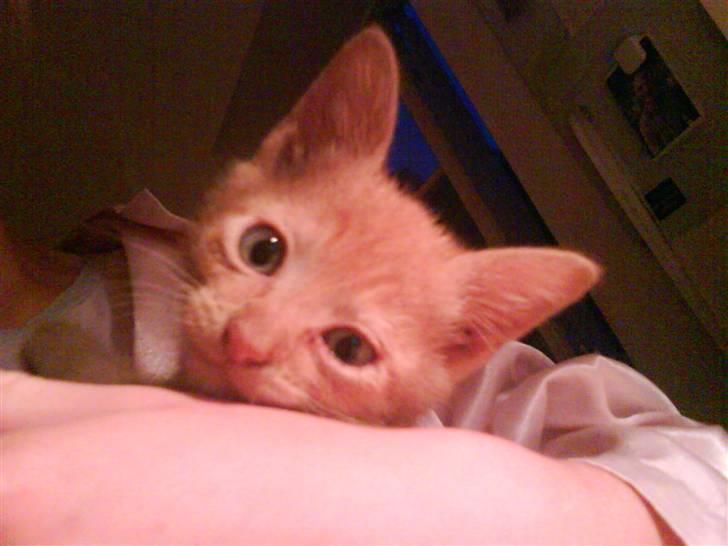 Blanding af racer Lauritz R.I.P  billede 3