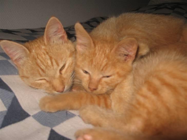 Blanding af racer Lauritz R.I.P  - Ham og Røde Sammen :D <3 de lgner næsten tvilinger :D billede 4