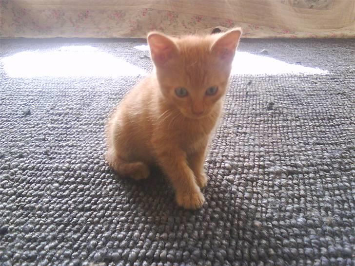 Blanding af racer Lauritz R.I.P  billede 5