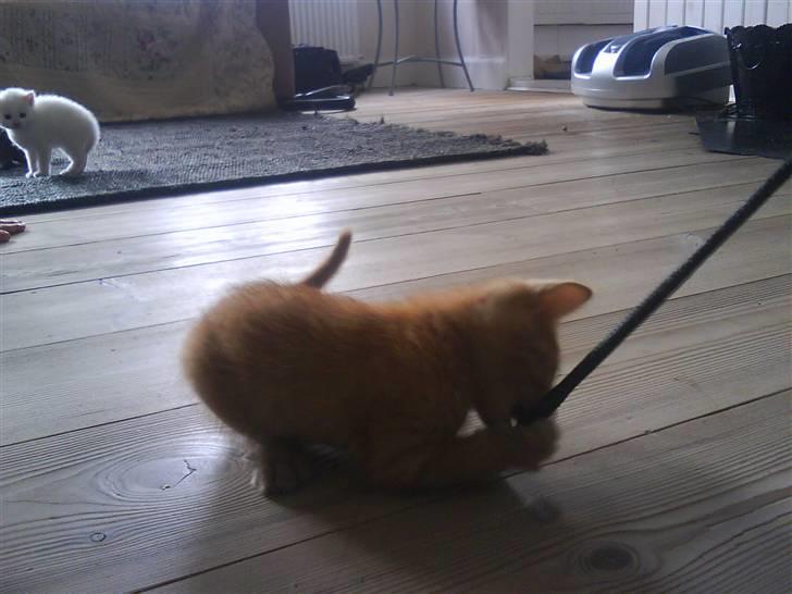 Blanding af racer Lauritz R.I.P  - Han leger emd en hestepisk?! :D billede 6