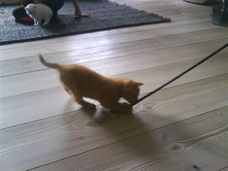 Blanding af racer Lauritz R.I.P  billede 7