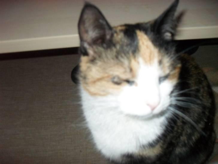 Huskat Frigg billede 4