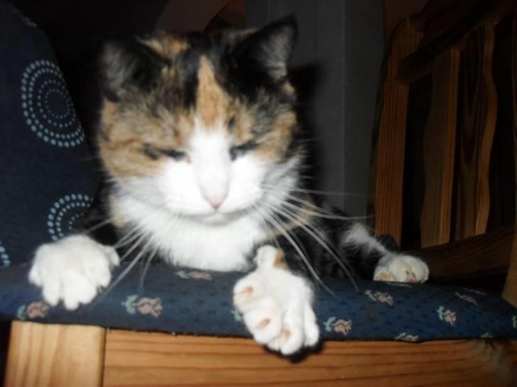 Huskat Frigg billede 5