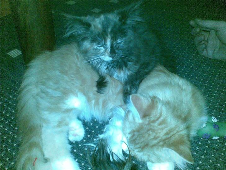 Maine Coon Zena billede 3