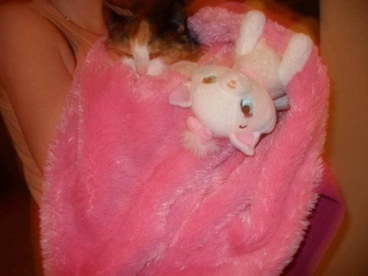 Huskat Frigg billede 6