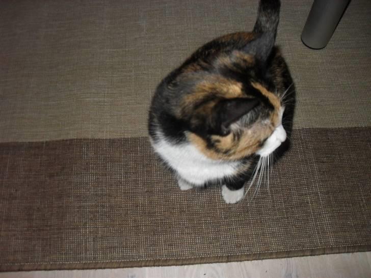 Huskat Frigg billede 7