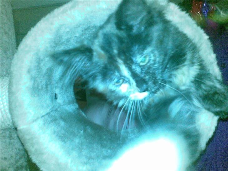 Maine Coon Zena billede 4