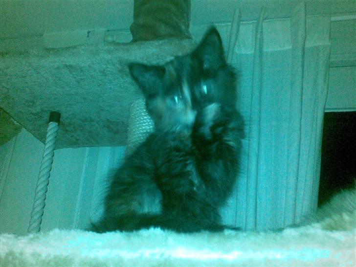 Maine Coon Zena billede 5