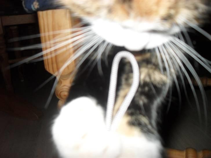 Huskat Frigg billede 11