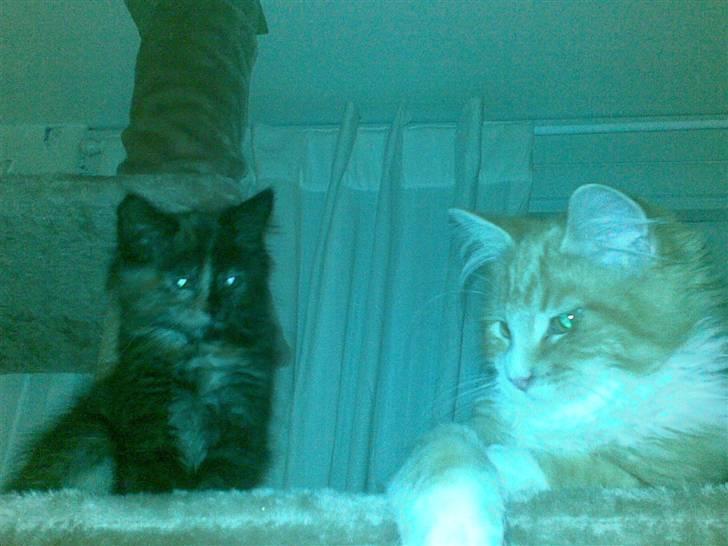 Maine Coon Zena billede 6