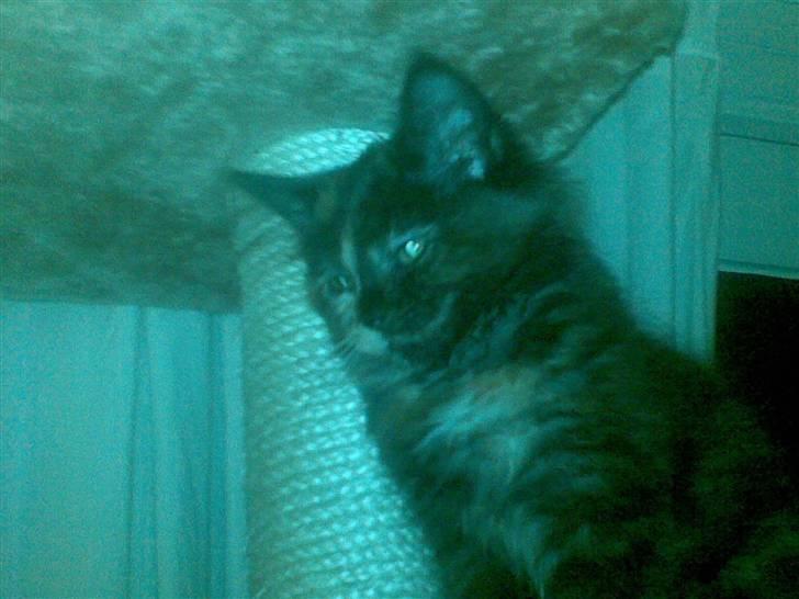 Maine Coon Zena billede 7