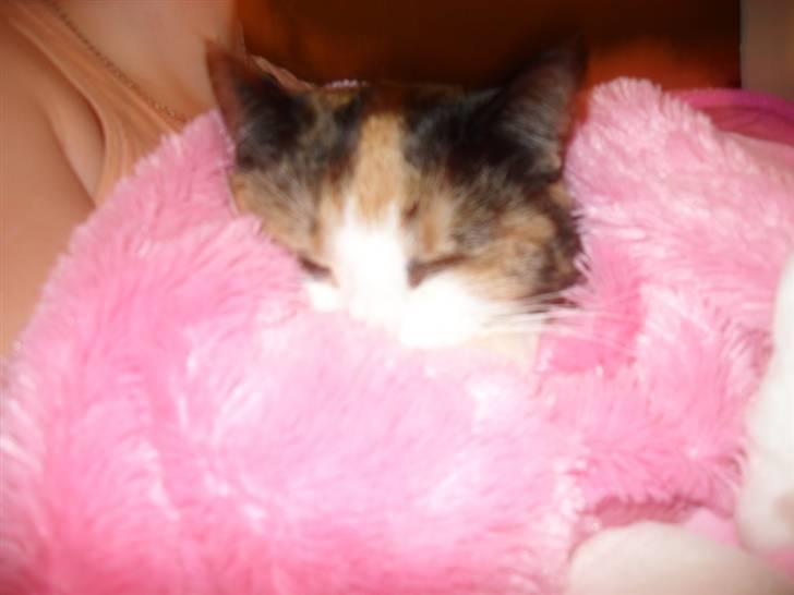 Huskat Frigg billede 13