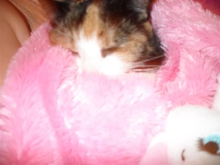 Huskat Frigg billede 14