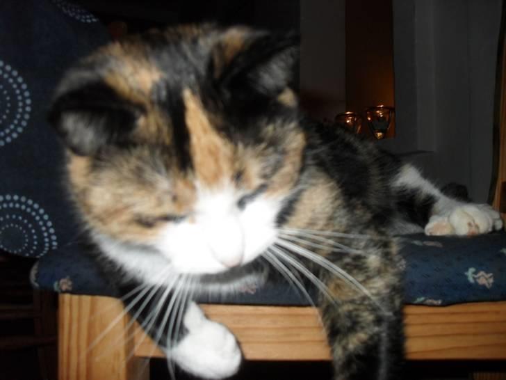 Huskat Frigg billede 15