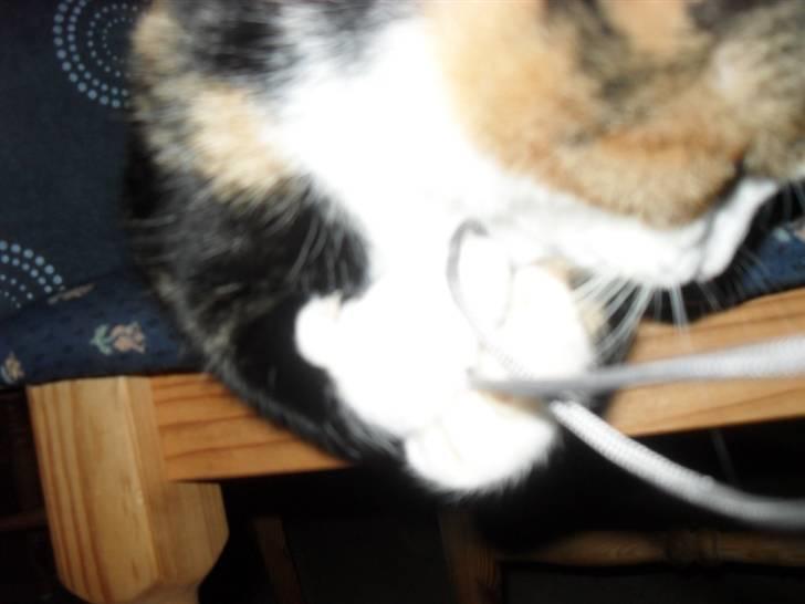 Huskat Frigg billede 16