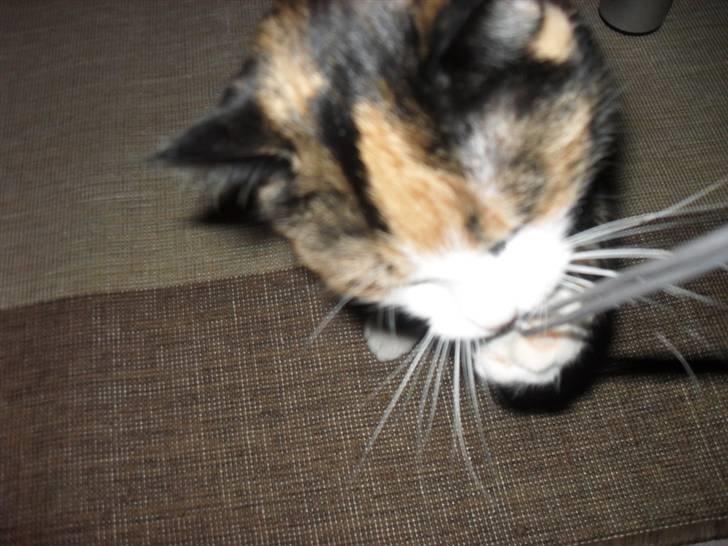 Huskat Frigg billede 17