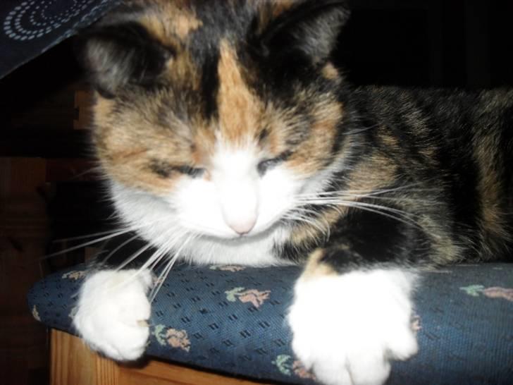 Huskat Frigg billede 18